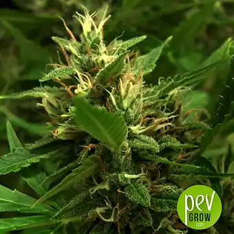 White Prussian Auto - Bulk Seed Bank