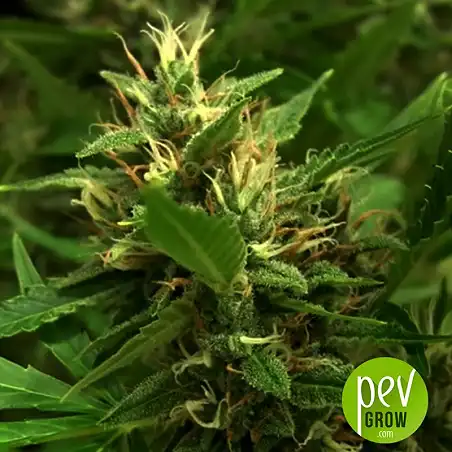 White Prussian Auto - Bulk Seed Bank