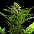 White Widow Auto - Bulk Seed Bank