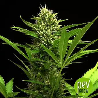 White Widow Auto - Bulk Seed Bank