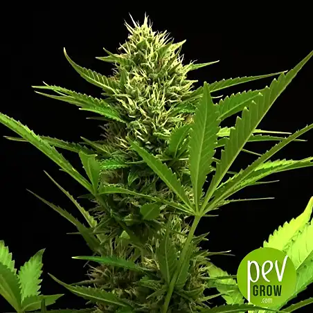 White Widow Auto - Bulk Seed Bank