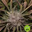 G14 - Fastbuds