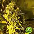 Jack La Mota - Medical Seeds