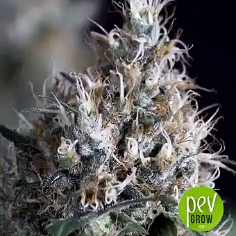 Amnesia Mistery - Positronics