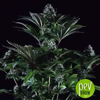 Black Widow (Medicinal) - Positronics
