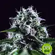 Black Widow CBD - Positronics