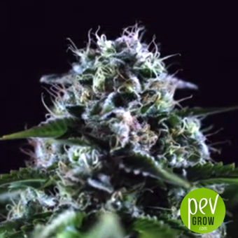 Black Widow CBD - Positronics