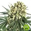 CBD + Critical 47 - Positronics