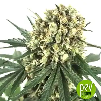 CBD + Critical 47 - Positronics