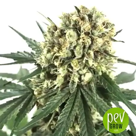 CBD + Critical 47 - Positronics 1