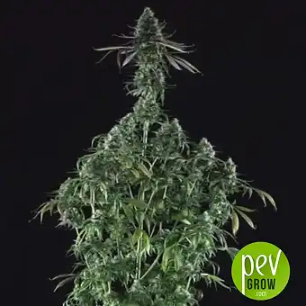 Chizpa - Positronics