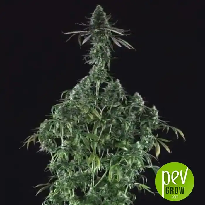 Chizpa - Positronics