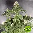 Gordo Master Kush Positronics