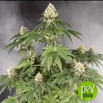 Gordo Master Kush Positronics