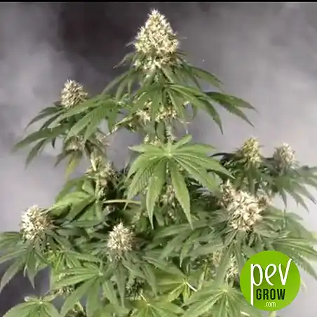 Gordo Master Kush Positronics 1