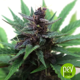 Purple Haze 1