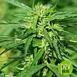 CBD Terra Italia - Female Seeds