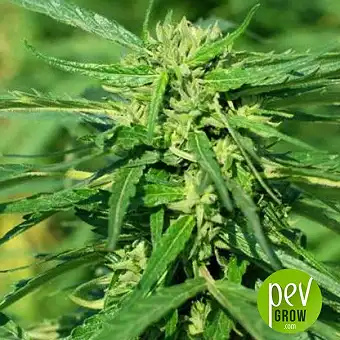 CBD Terra Italia - Female Seeds