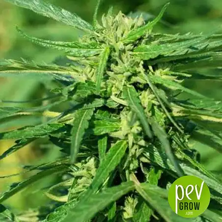 CBD Terra Italia - Female Seeds