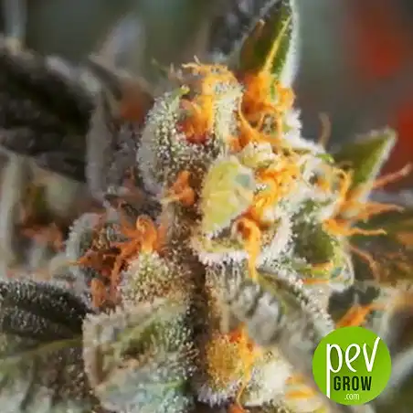 CBD Terra Italia flor - Female Seeds