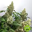 Unknown Kush Early Version - Delicious Seeds