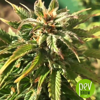 Gorila - Pyramid Seeds