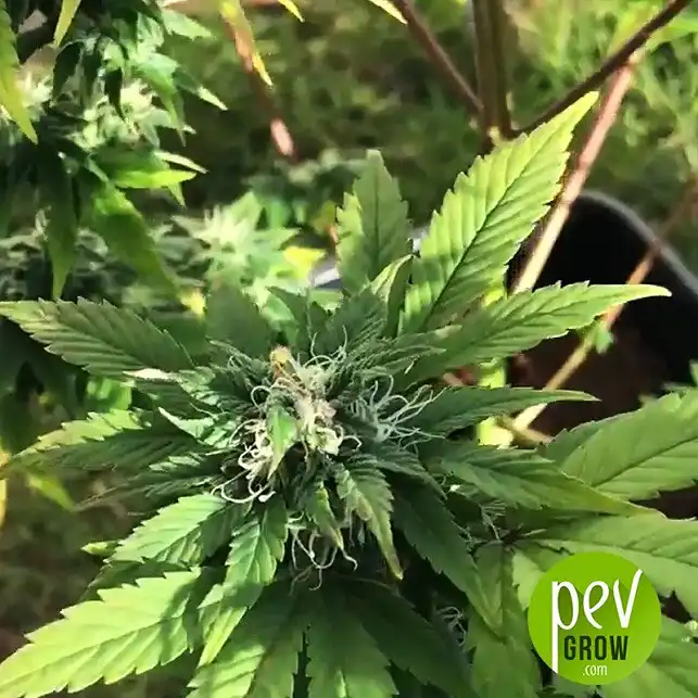 Gorila flor - Pyramid Seeds
