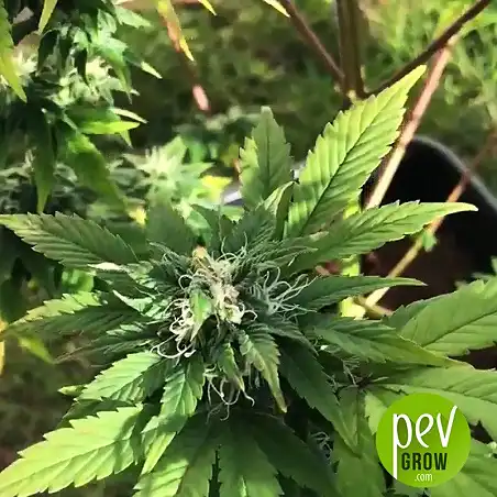 Gorila flower - Pyramid Seeds