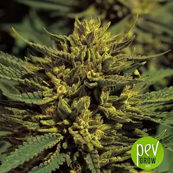 Double OG Haze - Pyramid Seeds