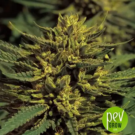 Double OG Haze - Pyramid Seeds