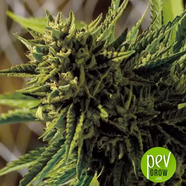 Double OG Haze flower - Pyramid Seeds