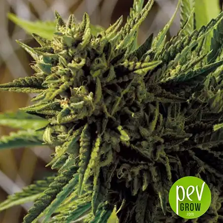Double OG Haze flower - Pyramid Seeds