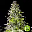 Romulan - Pyramid Seeds