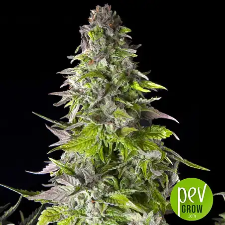 Romulan - Pyramid Seeds