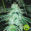 Romulan - Pyramid Seeds Romulan - Pyramid Seeds