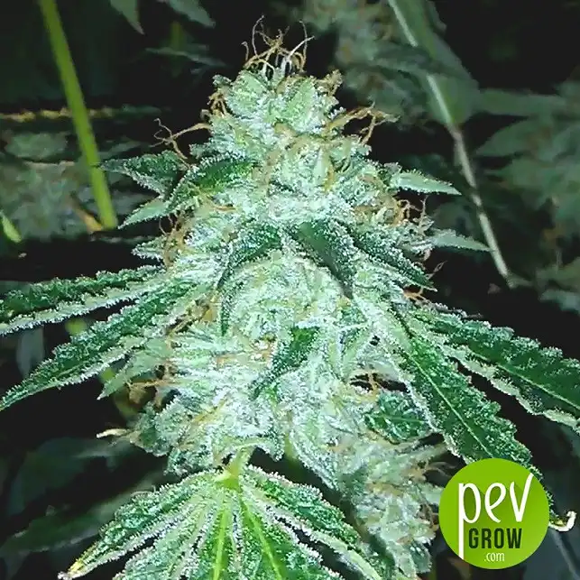 Romulan - Pyramid Seeds