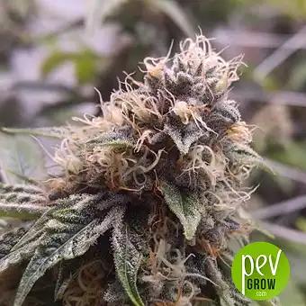 Tahoe Cure - Pyramid Seeds