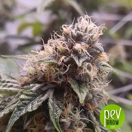 Tahoe Cure - Pyramid Seeds