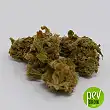 Tahoe Cure buds - Pyramid Seeds