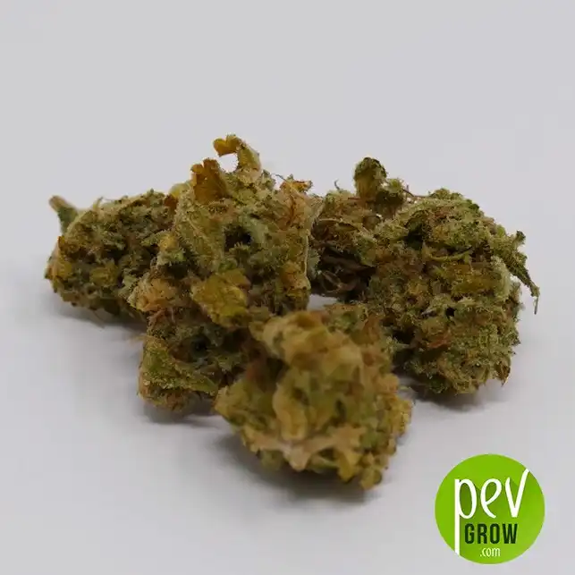 Tahoe Cure buds - Pyramid Seeds