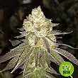 Do-Si-Dos - Pyramid Seeds