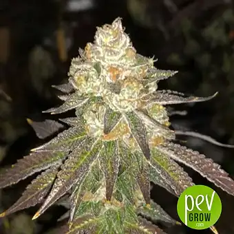 Do-Si-Dos - Pyramid Seeds