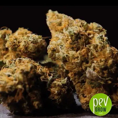 Do-Si-Dos buds - Pyramid Seeds