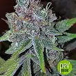 Purple Urkle - Pyramid Seeds