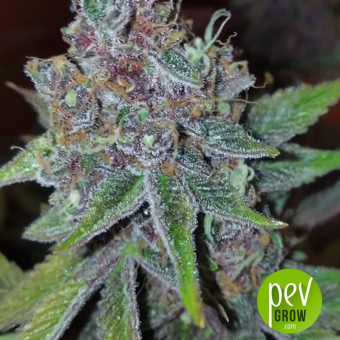 Purple Urkle