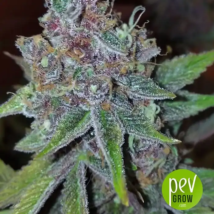 Purple Urkle - Pyramid Seeds