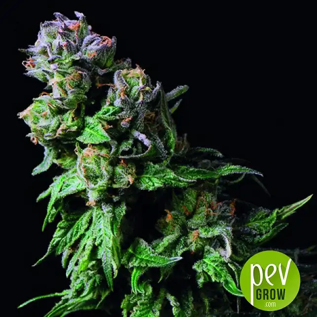 Purple Urkle planta - Pyramid Seeds