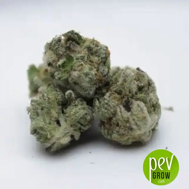 Cookies USA bud - Pyramid Seeds
