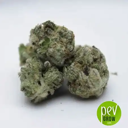 Cookies USA bud - Pyramid Seeds