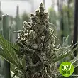 Cookies USA - Pyramid Seeds Cookies USA - Pyramid Seeds